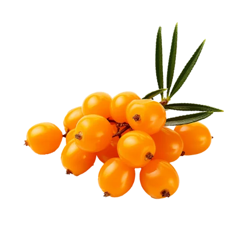 Estratto di bacche di olivello spinoso